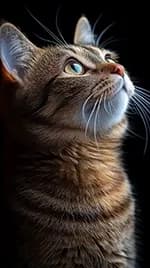 gato 05